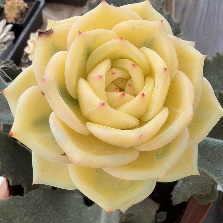 福利伊丽莎白锦一物一拍