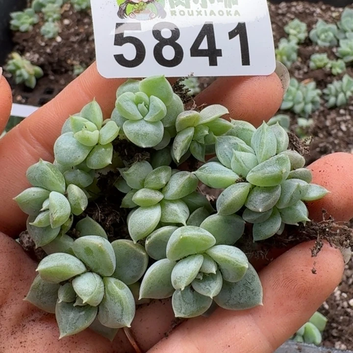 多肉植物多肉植物