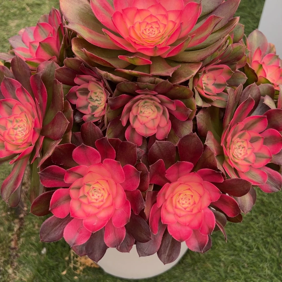 434，荔枝多人植物法师