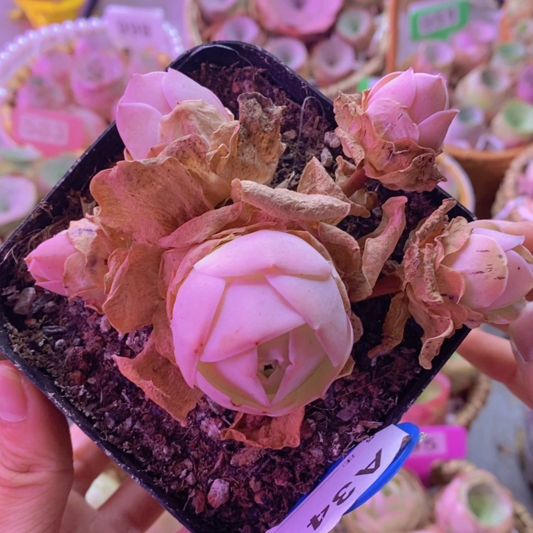 A341山地玫瑰一物一拍