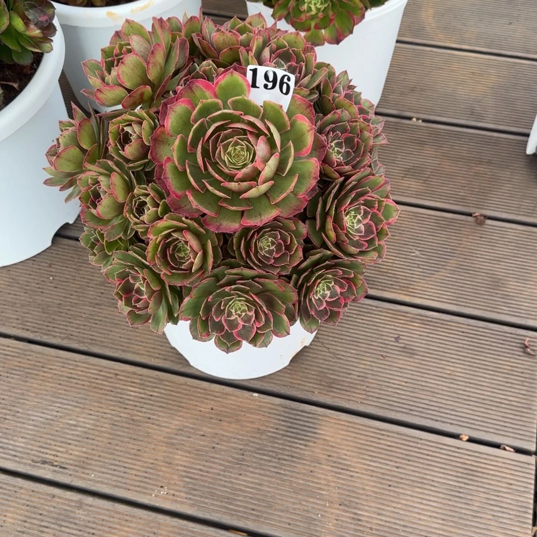 196粉花妖实生脱土发货