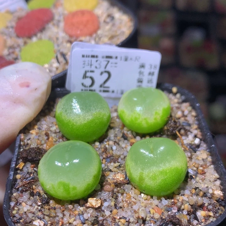 精品生石花多肉37.52