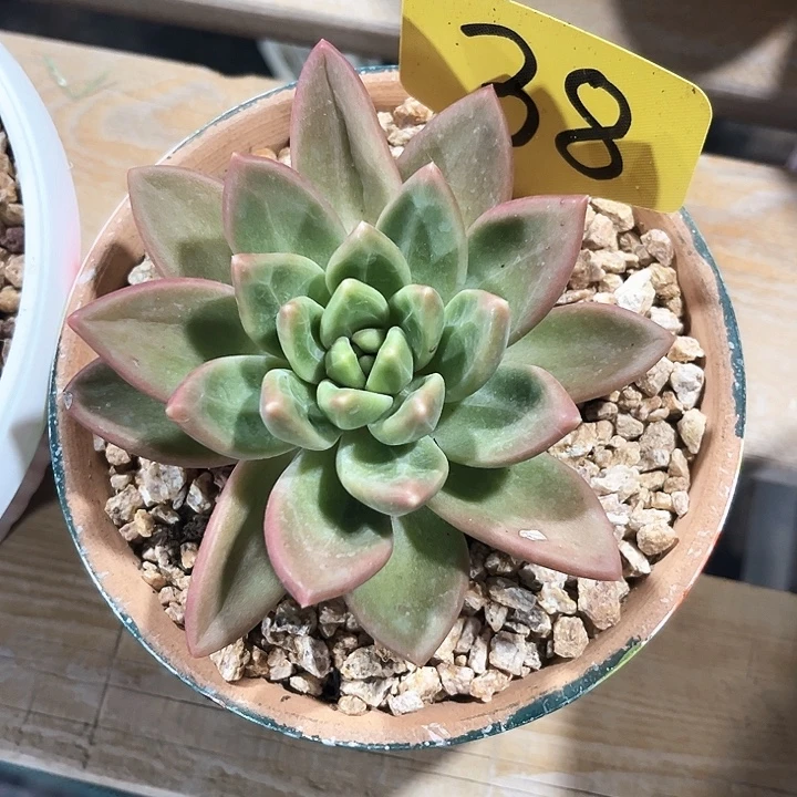 迷雾泡泡38号码牌子的