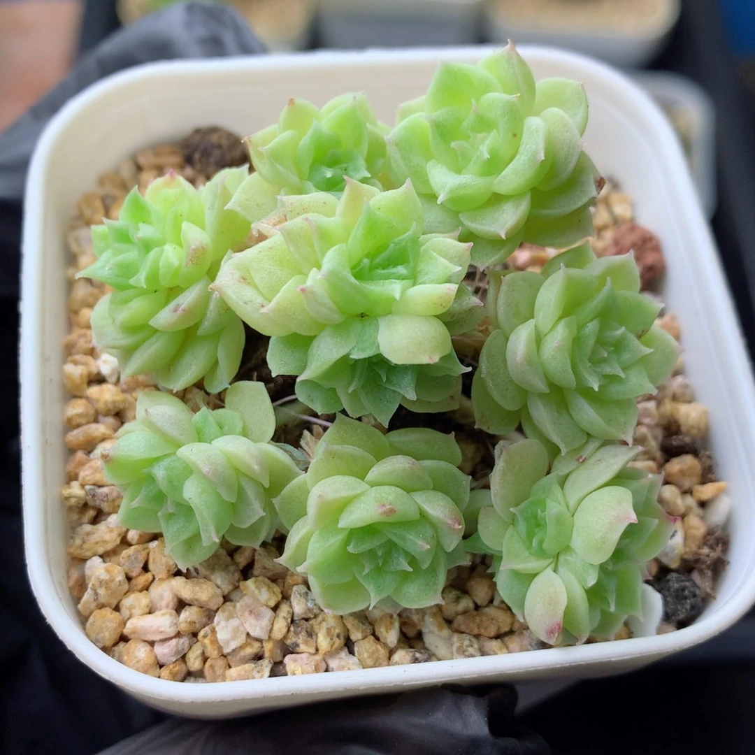 58包邮  群生不包整 7