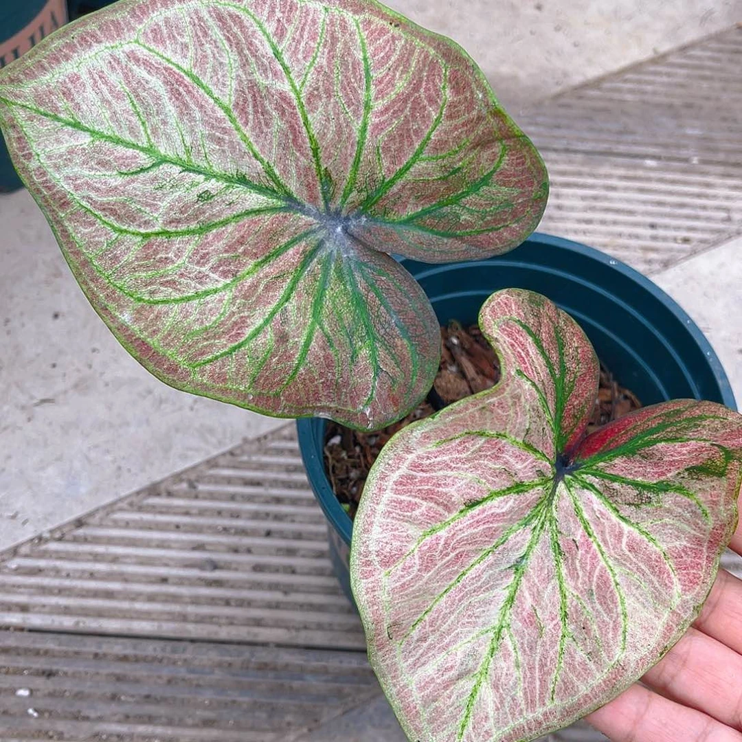 完全开放泰彩一物一拍36