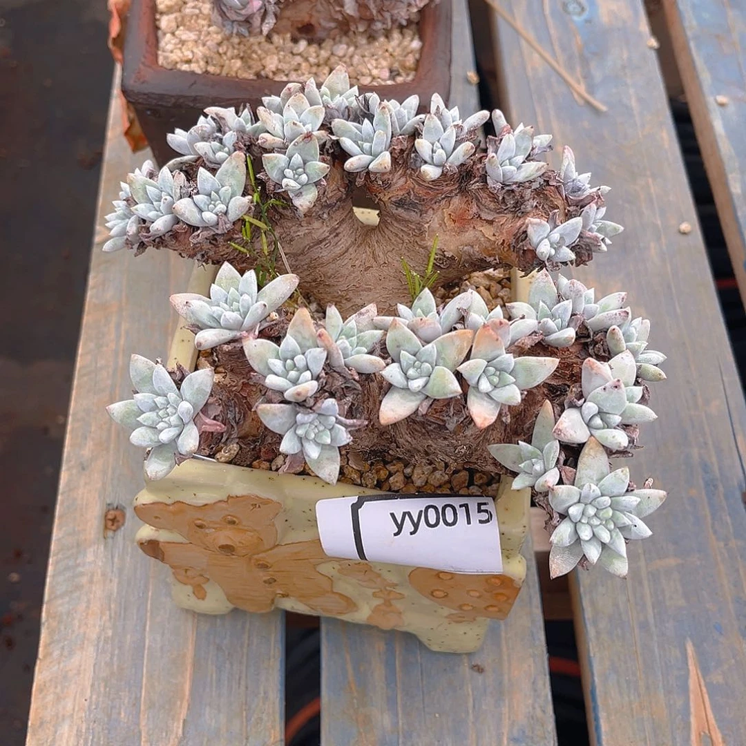 老桩仙女杯yy0015