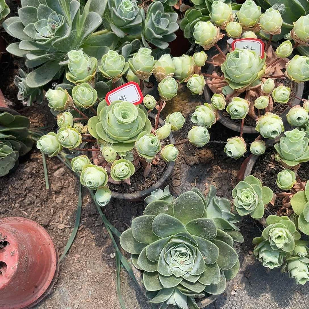 ⋆****山地玫瑰不售后 491 492