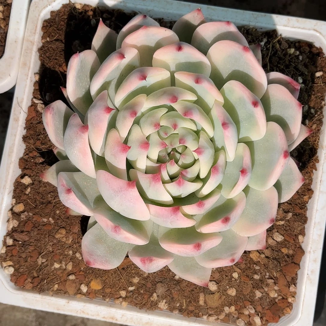 发货链接发货物流？！我这里有件