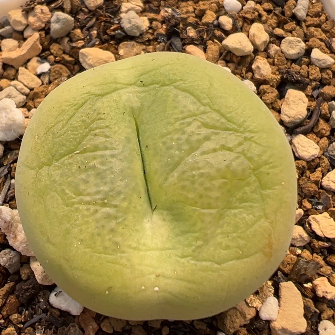 96多肉植物百科植物