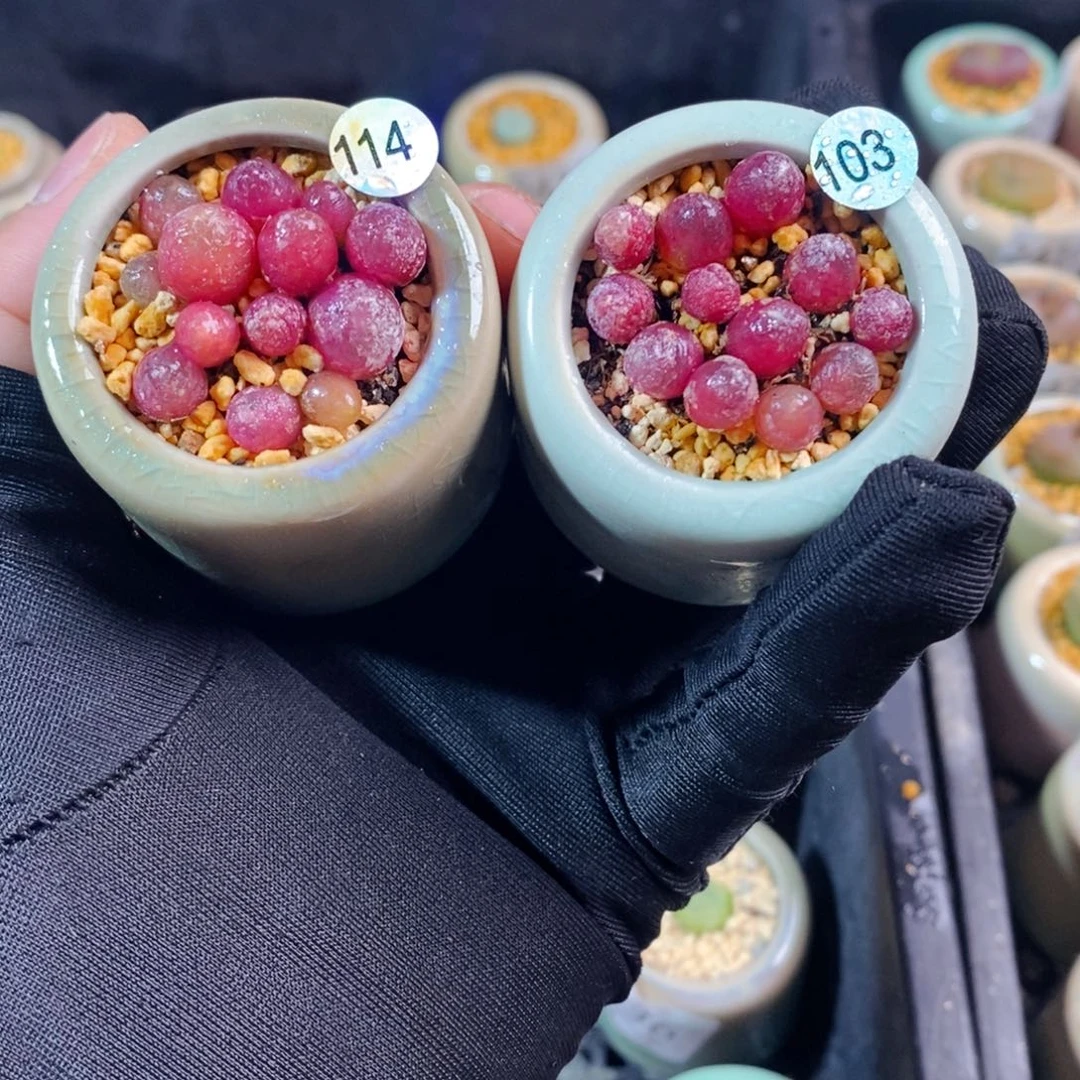 在*114-103-一物一拍带盆