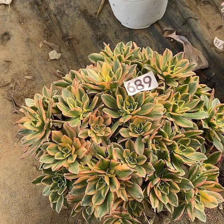 甜茶689多肉不包断