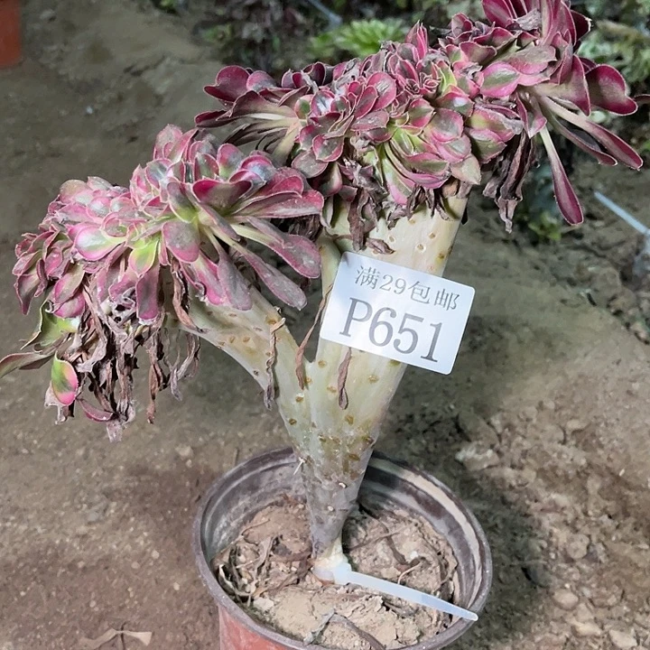 651香奈儿缀多肉植物