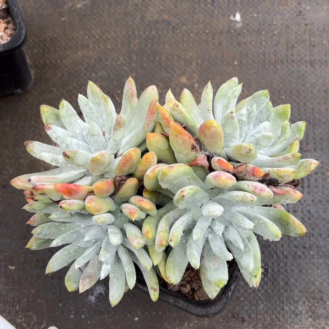 阿金尼，仙女杯多肉