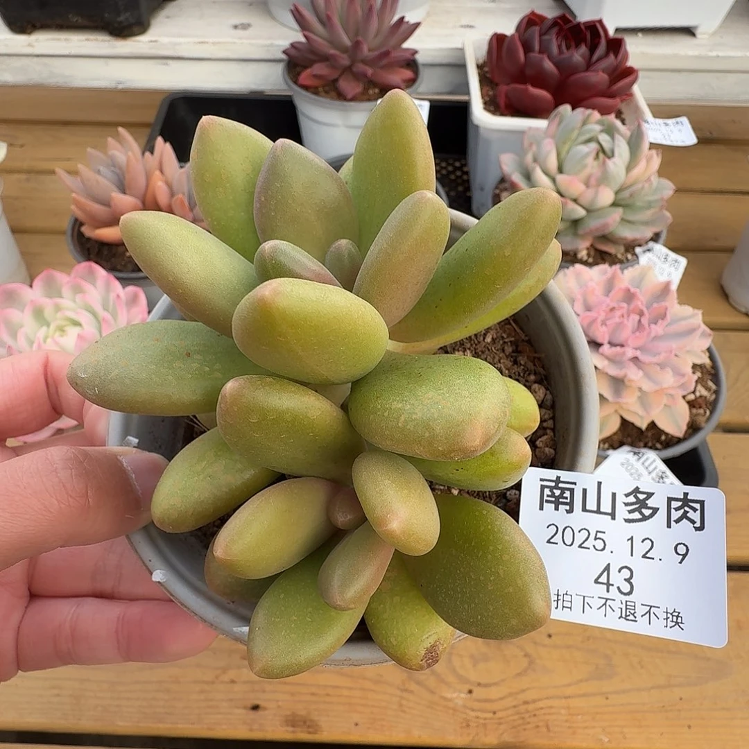 芒果奶11111129-43