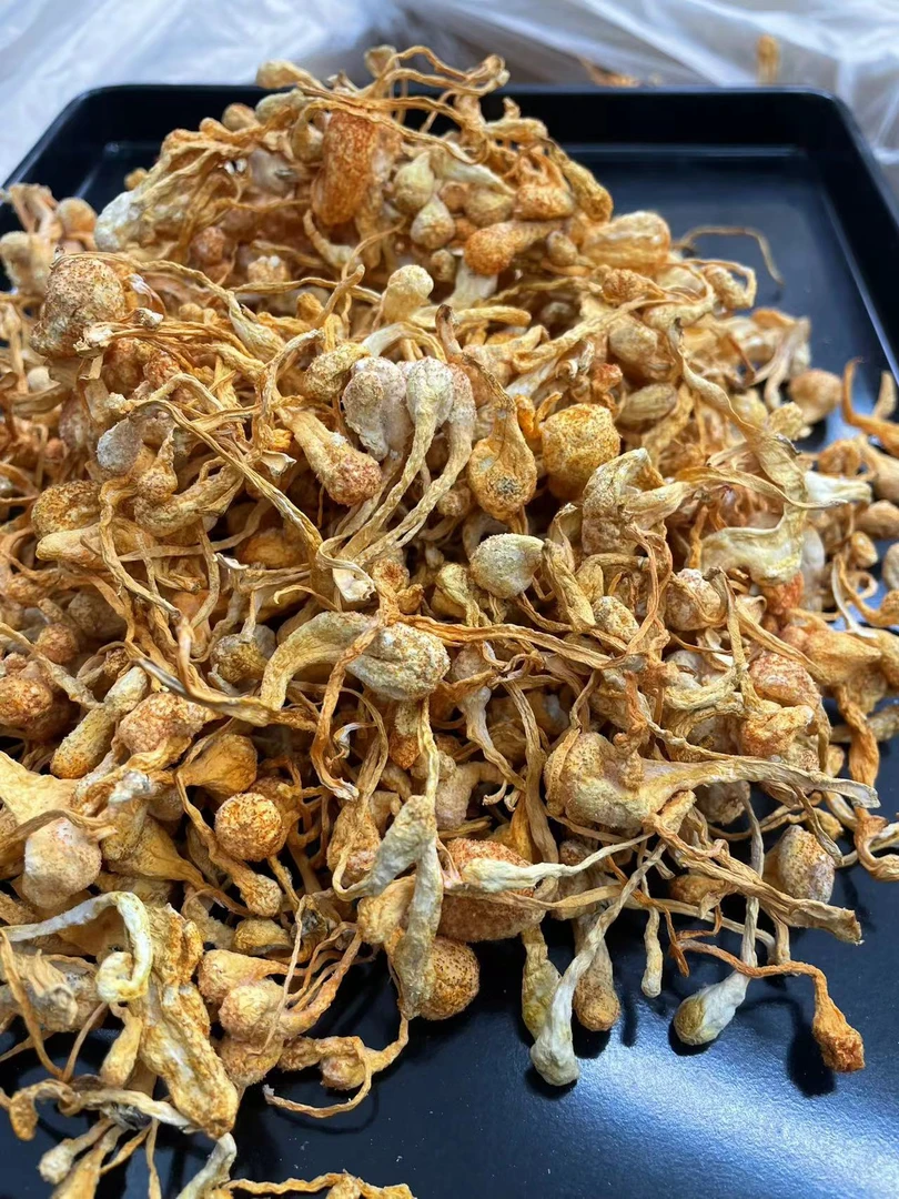 大头孢虫 草花干货虫 草北虫草苞子头新鲜无硫无染色煲汤材料