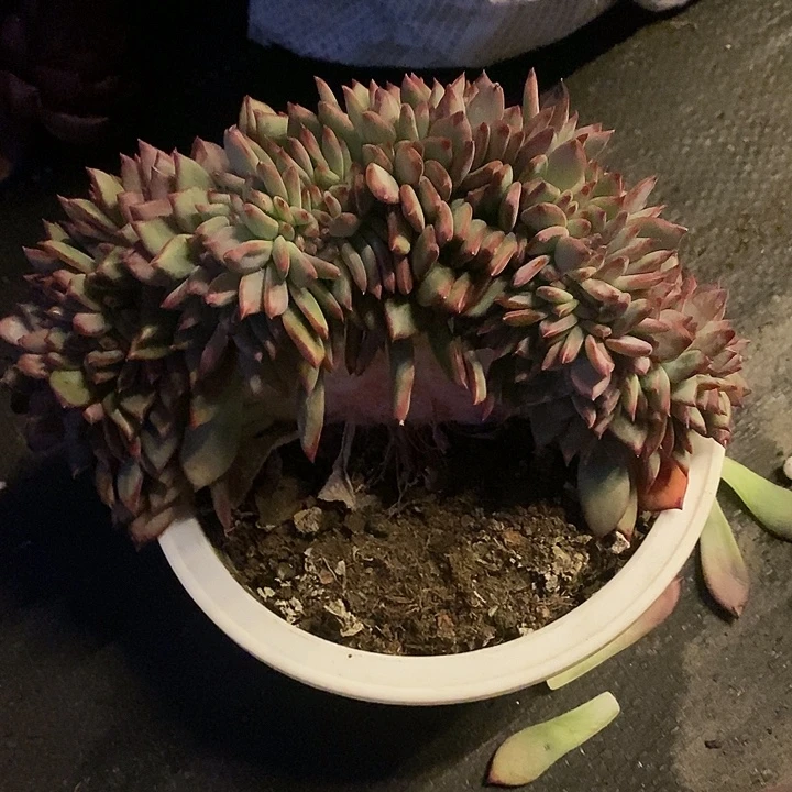 多肉植物肉肉植物