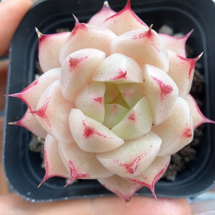 油透麦秆可拍359号。