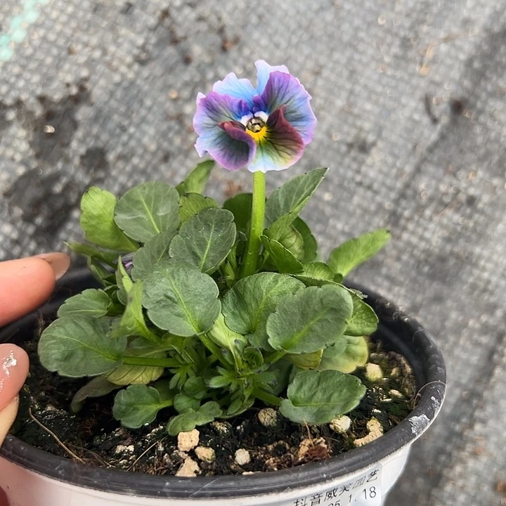 红陶抖音直播闪拍7