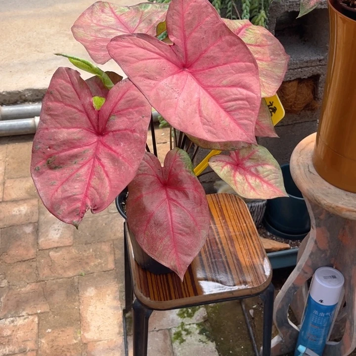 无花朵连衣裙彩叶芋