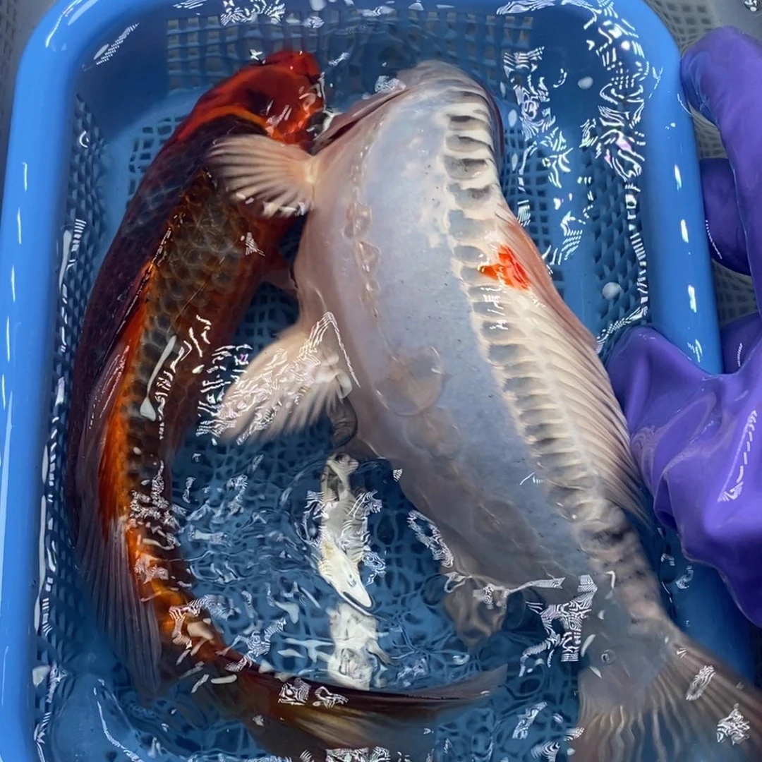 锦鲤冷水锦鲤包邮