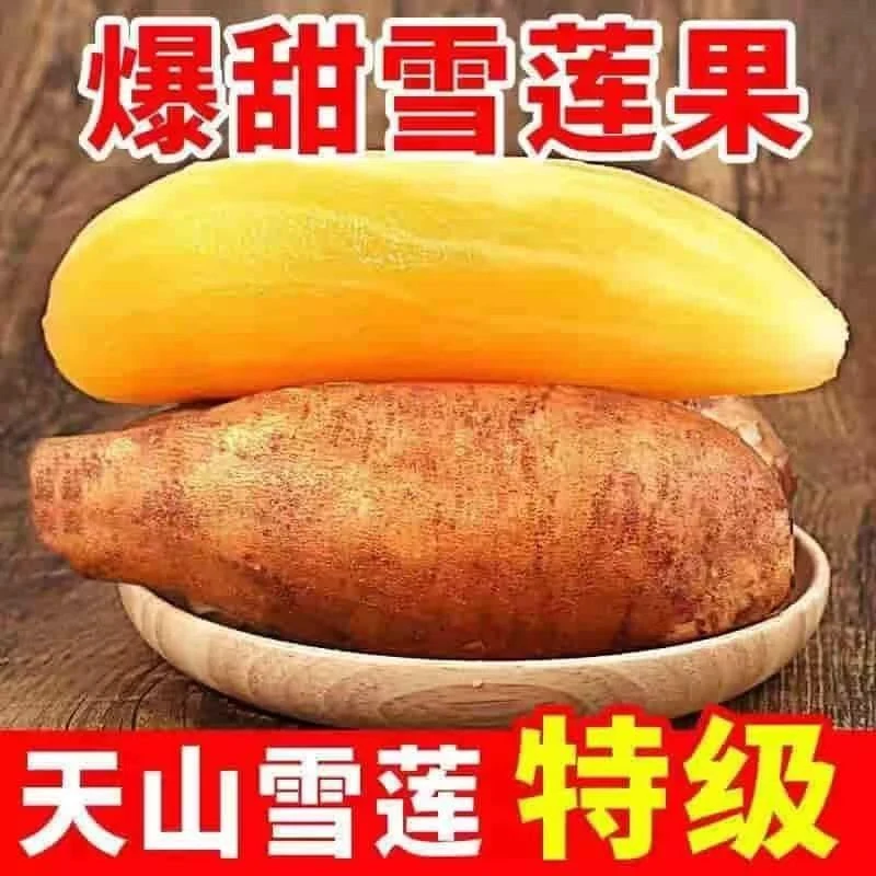 云南天山雪莲果产地新鲜现挖现发低糖低卡脆甜多汁应季水果雪连果