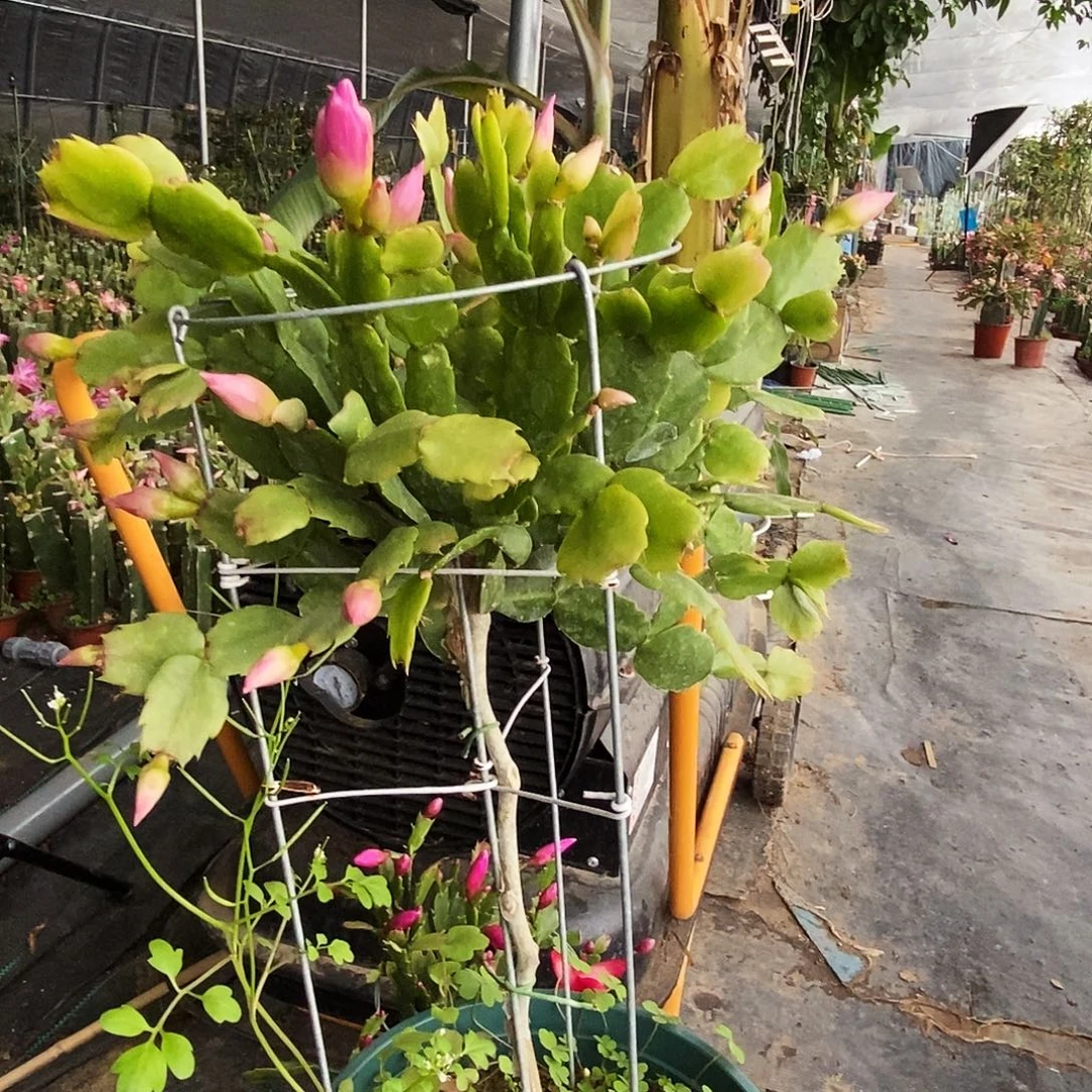 用***5完全开放叶下嫁接一物一拍