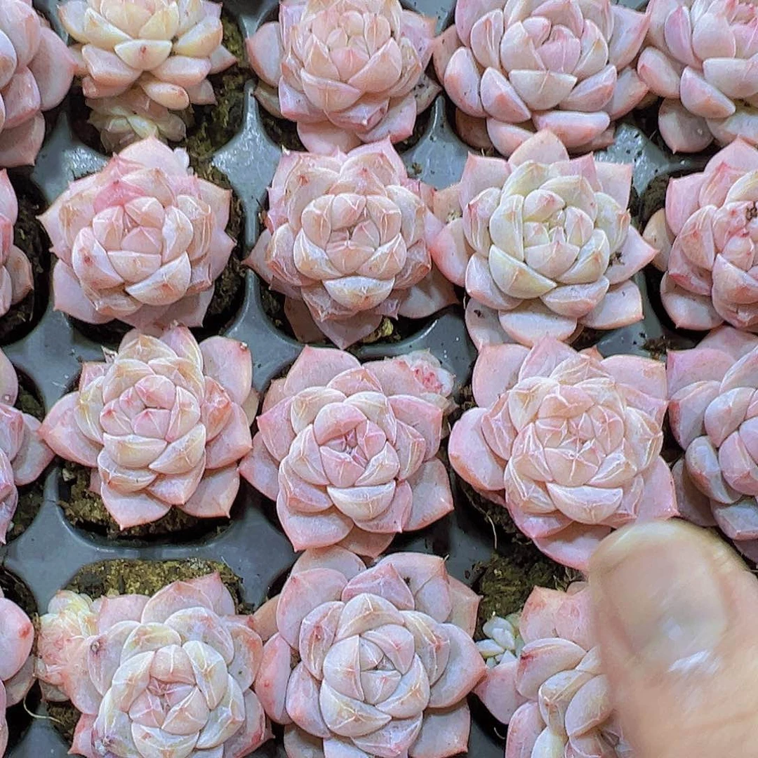 正版粉钻苗2个19包邮