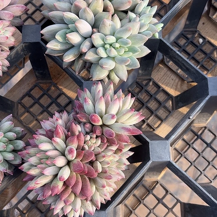 过***客两个重楼自然群11111