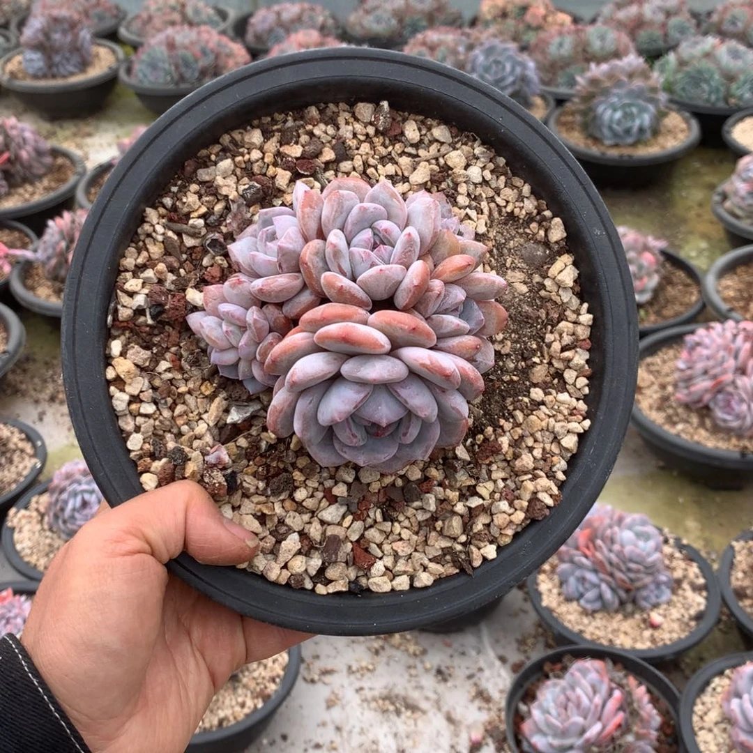 无花朵哈哈哈哈哈哈哈哈哈26