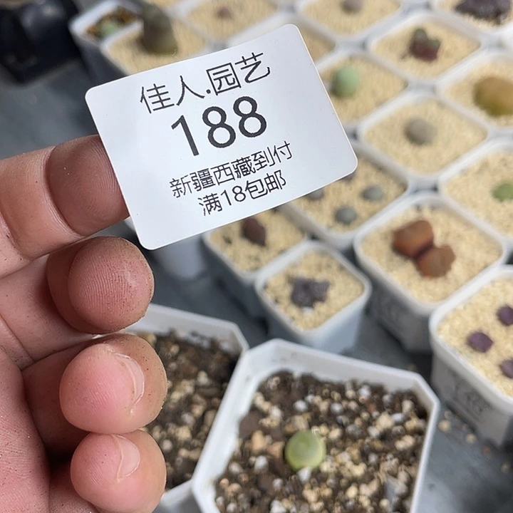 L****佳人园艺博览会188