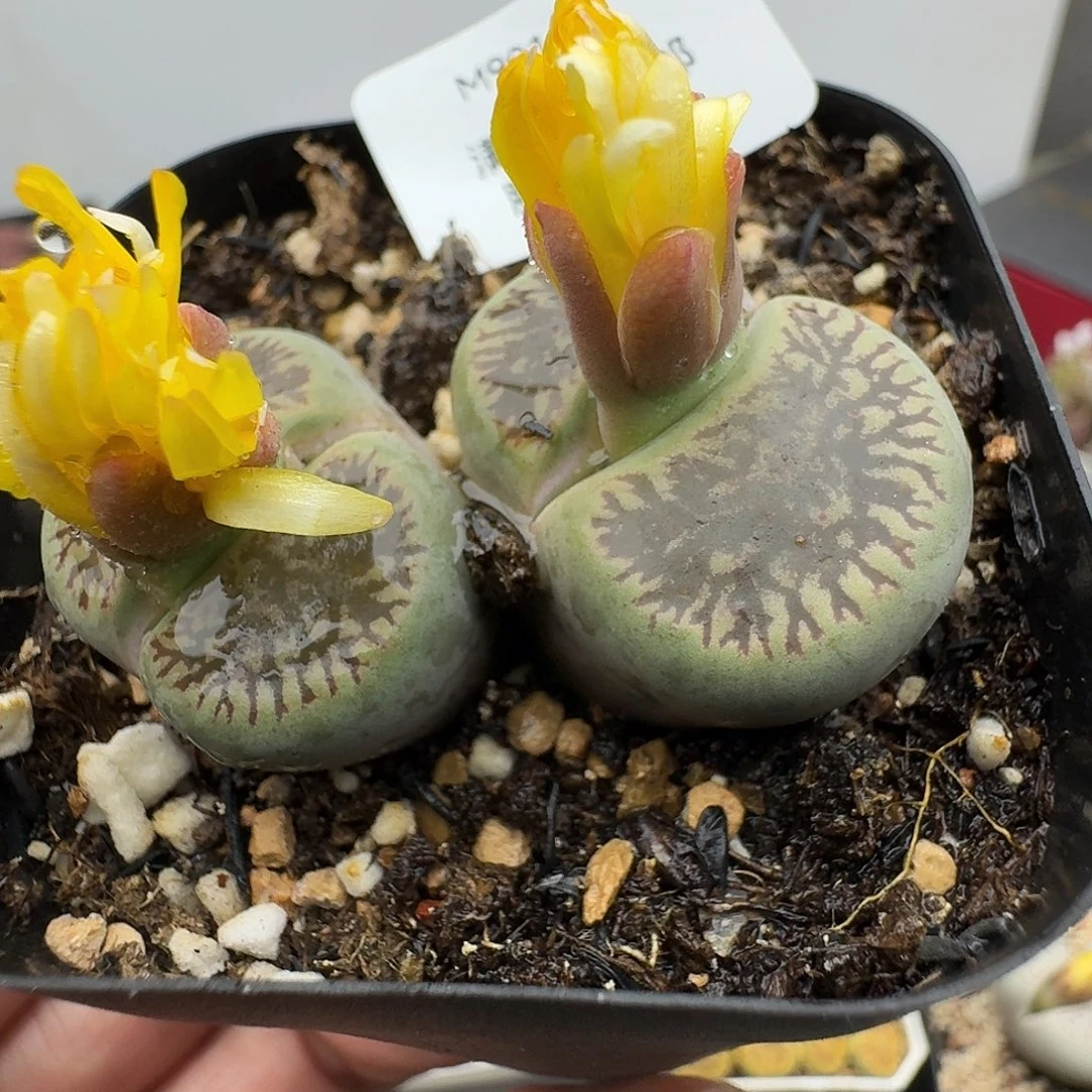 901多肉哈哈哈哈哈哈哈