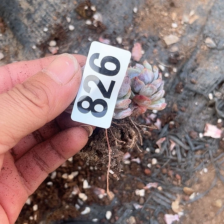 小***牛多肉植物一物一拍