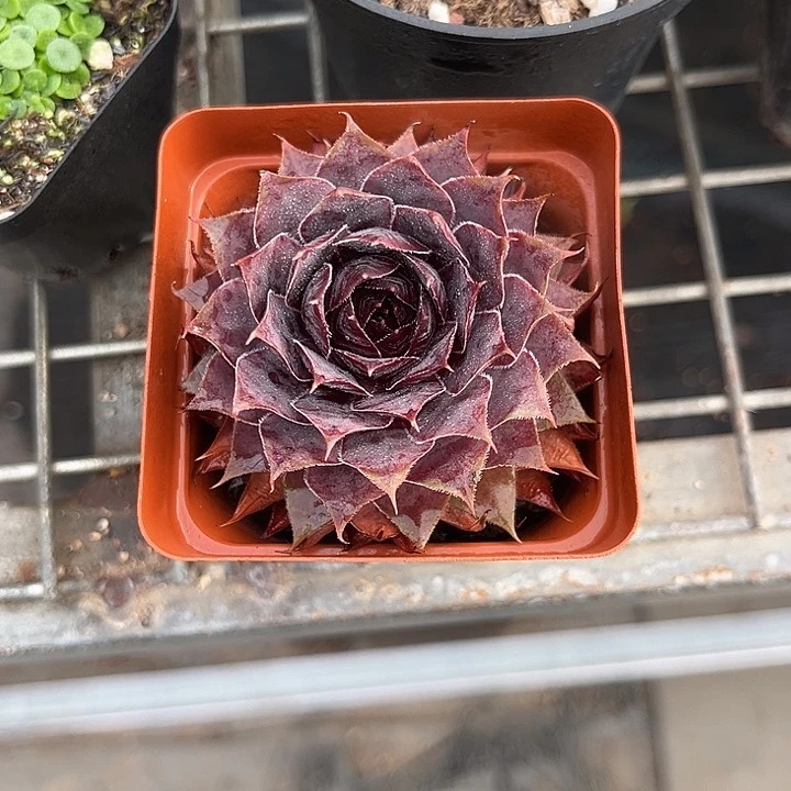 我也不知道我为什么要