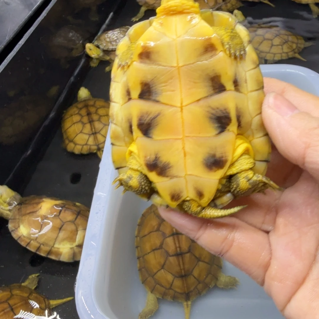 孟***6公母搭配宠物龟背甲7.6