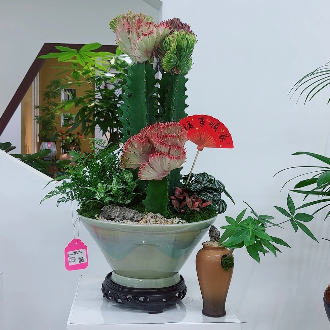 无花朵初*.高端艺术盆景一物一拍