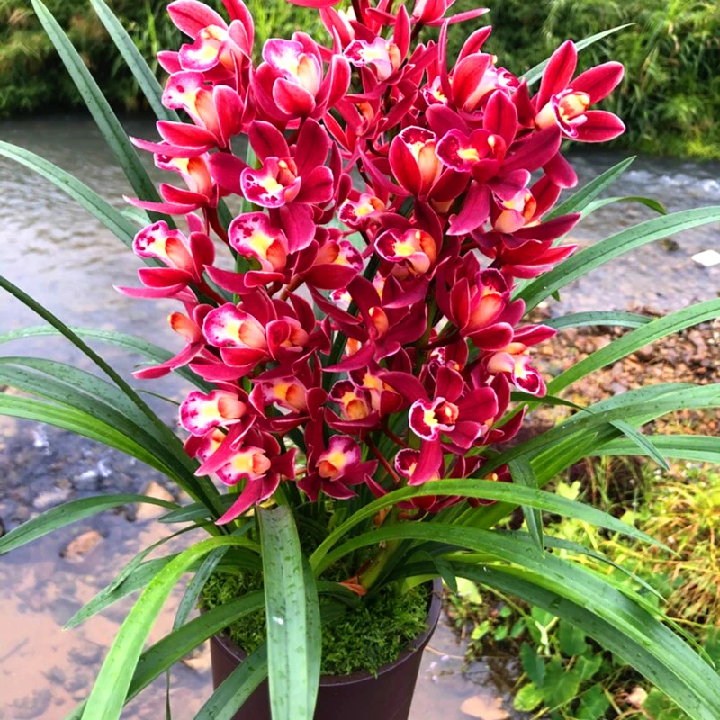 【带花苞】兰花苗【大将军】盆栽室内四季浓香植物兰草阳台客厅兰花草