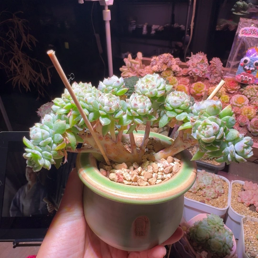 不***宝海绵宝宝专拍哈哈哈哈