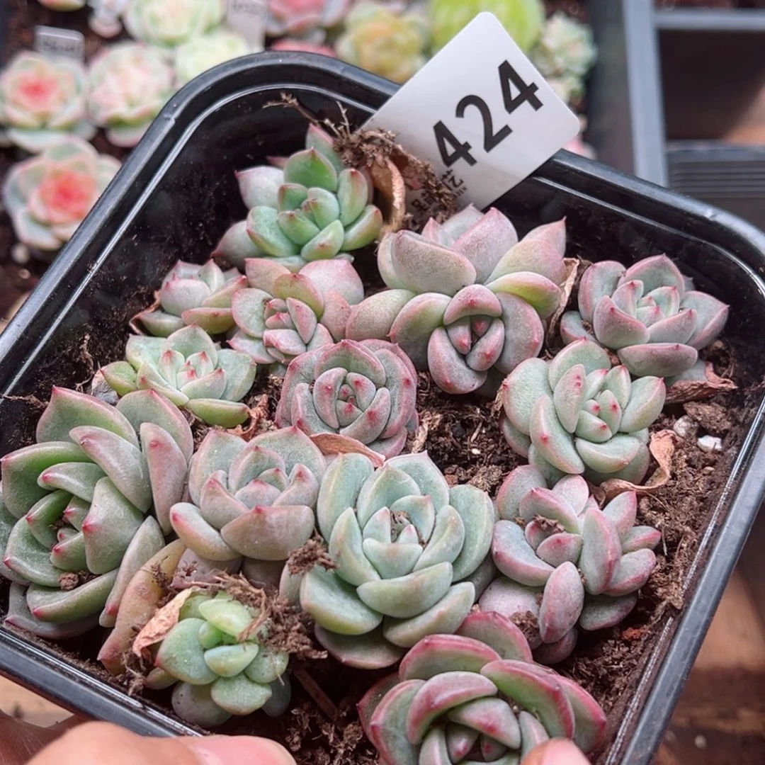 多肉植物多肉植物