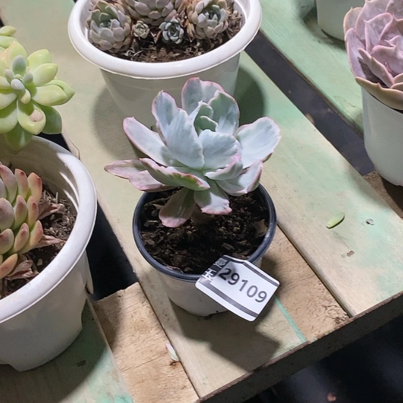 【闪购商品】飞云锦29109