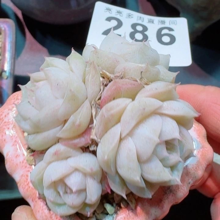 白体         精控精养多肉植物