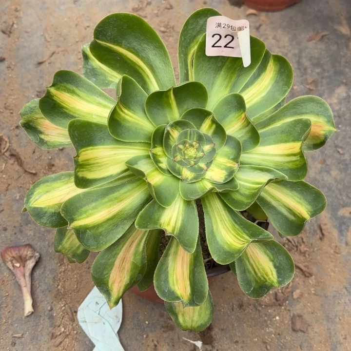 暴君多肉法师2210