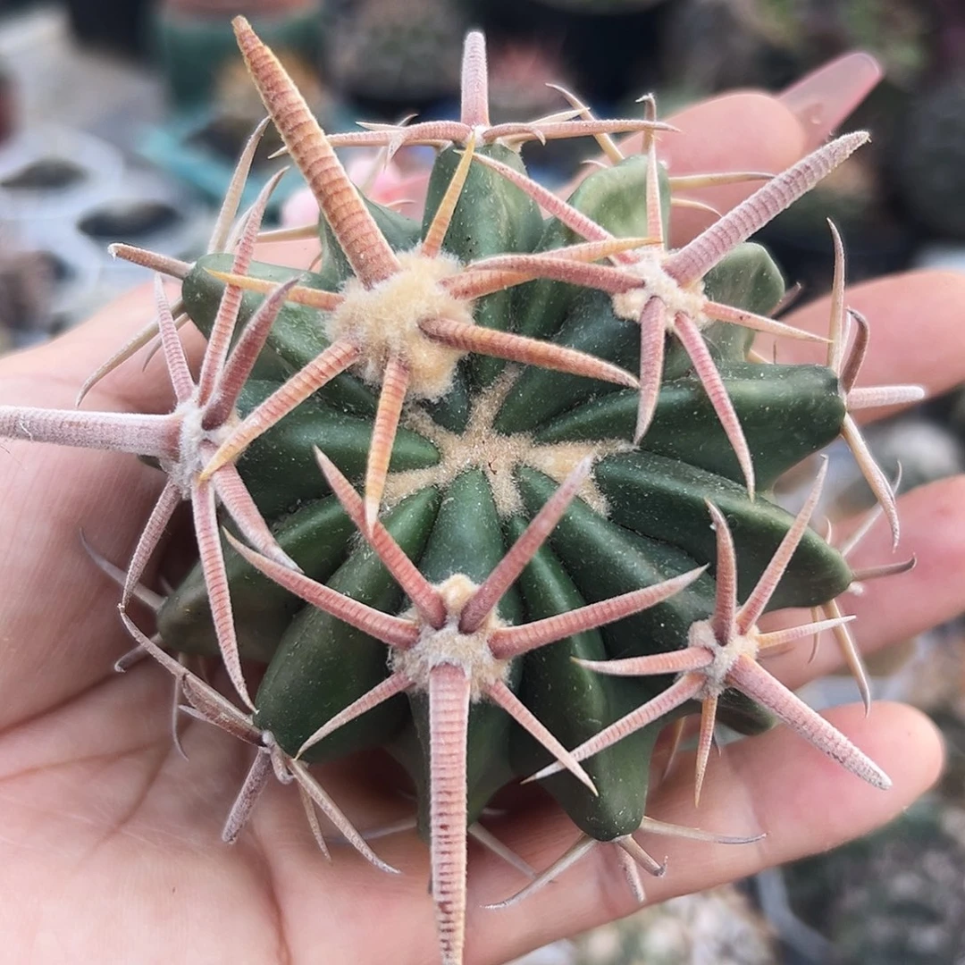 剑刺林波有根仙人球6666666