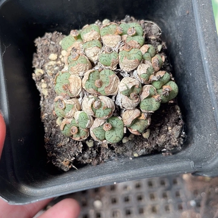 731生石花植物多肉