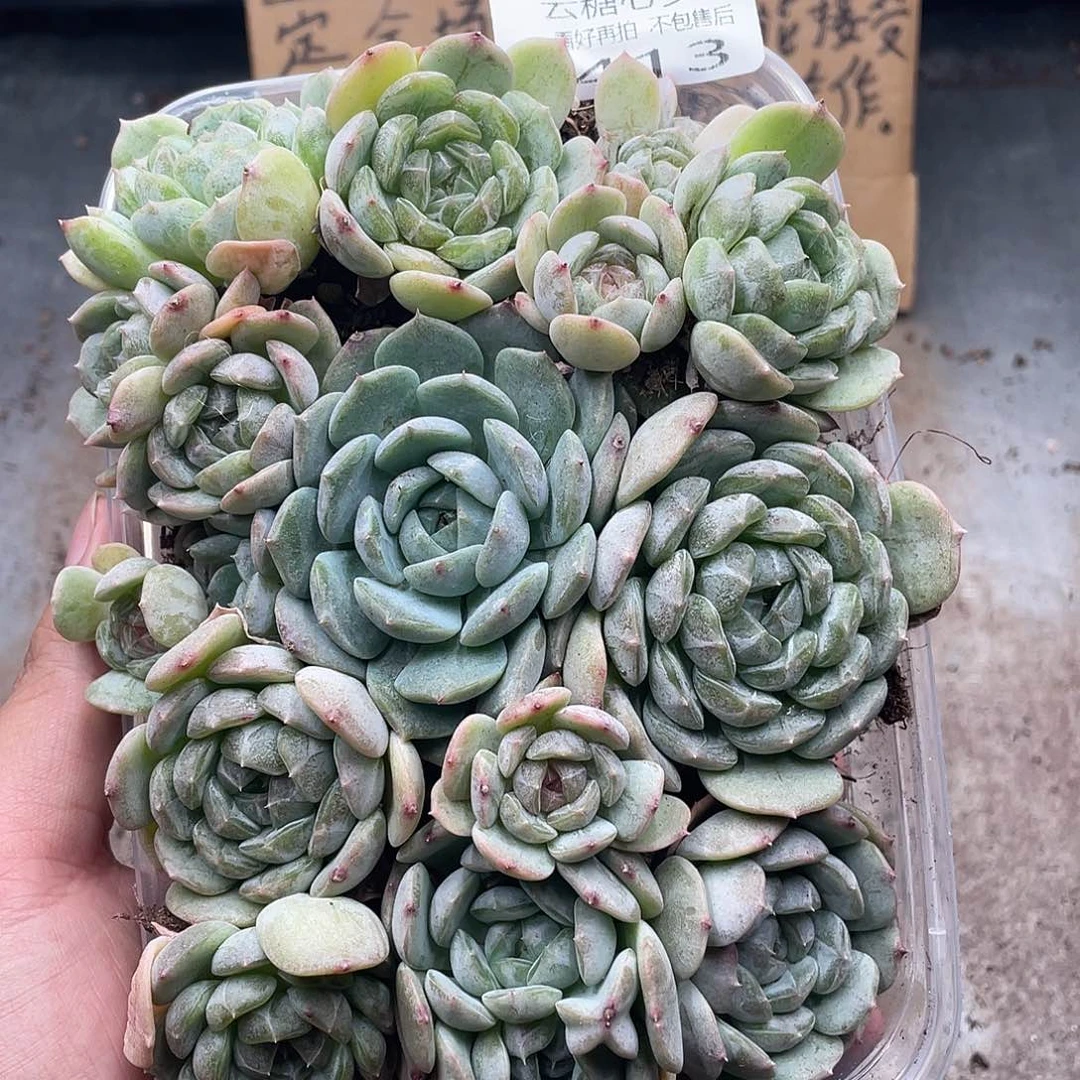 云糖心多肉植物413