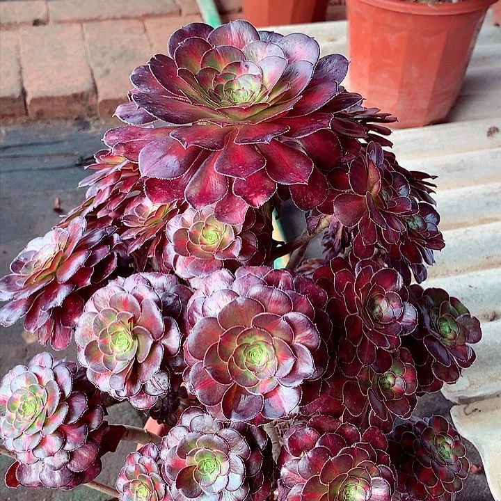 晚霞，多肉植物的