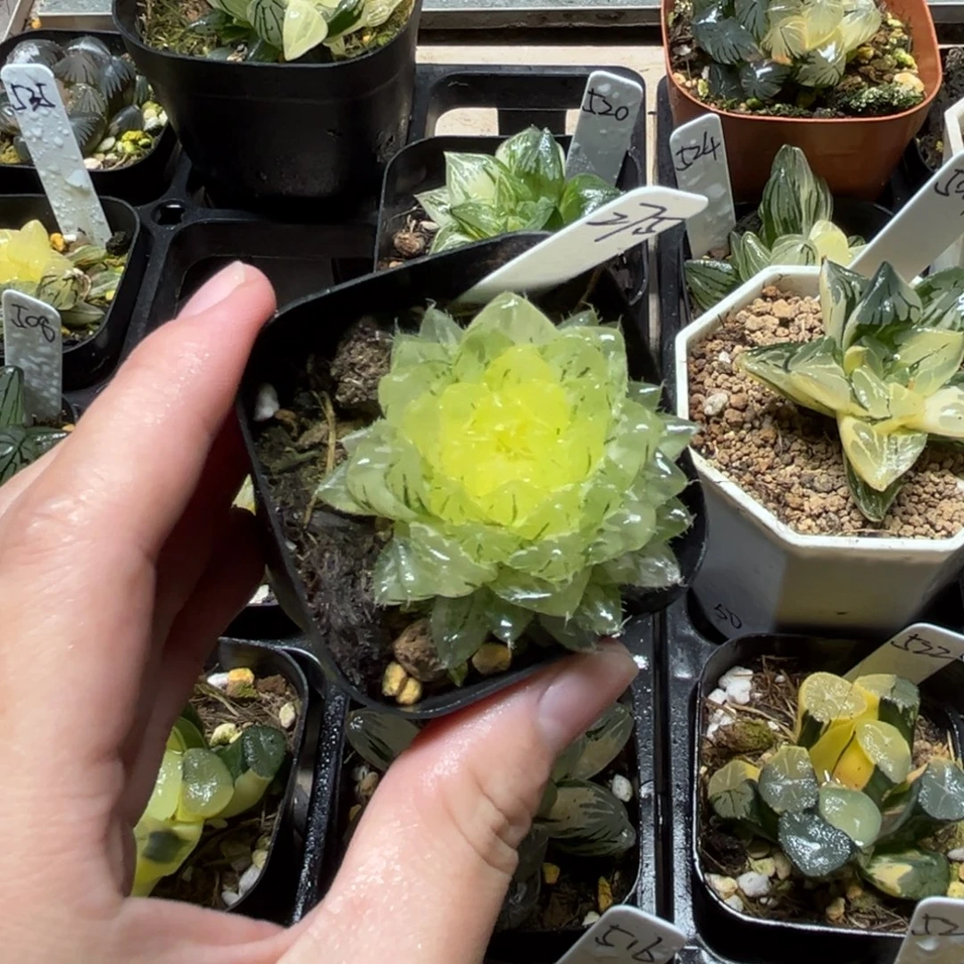 275翠云玉露锦一物一拍