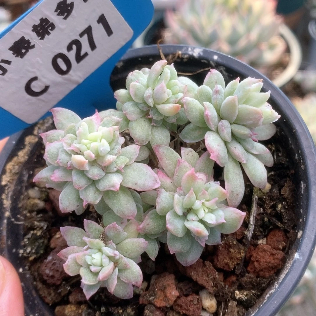 271火焰杯锦锦锦锦