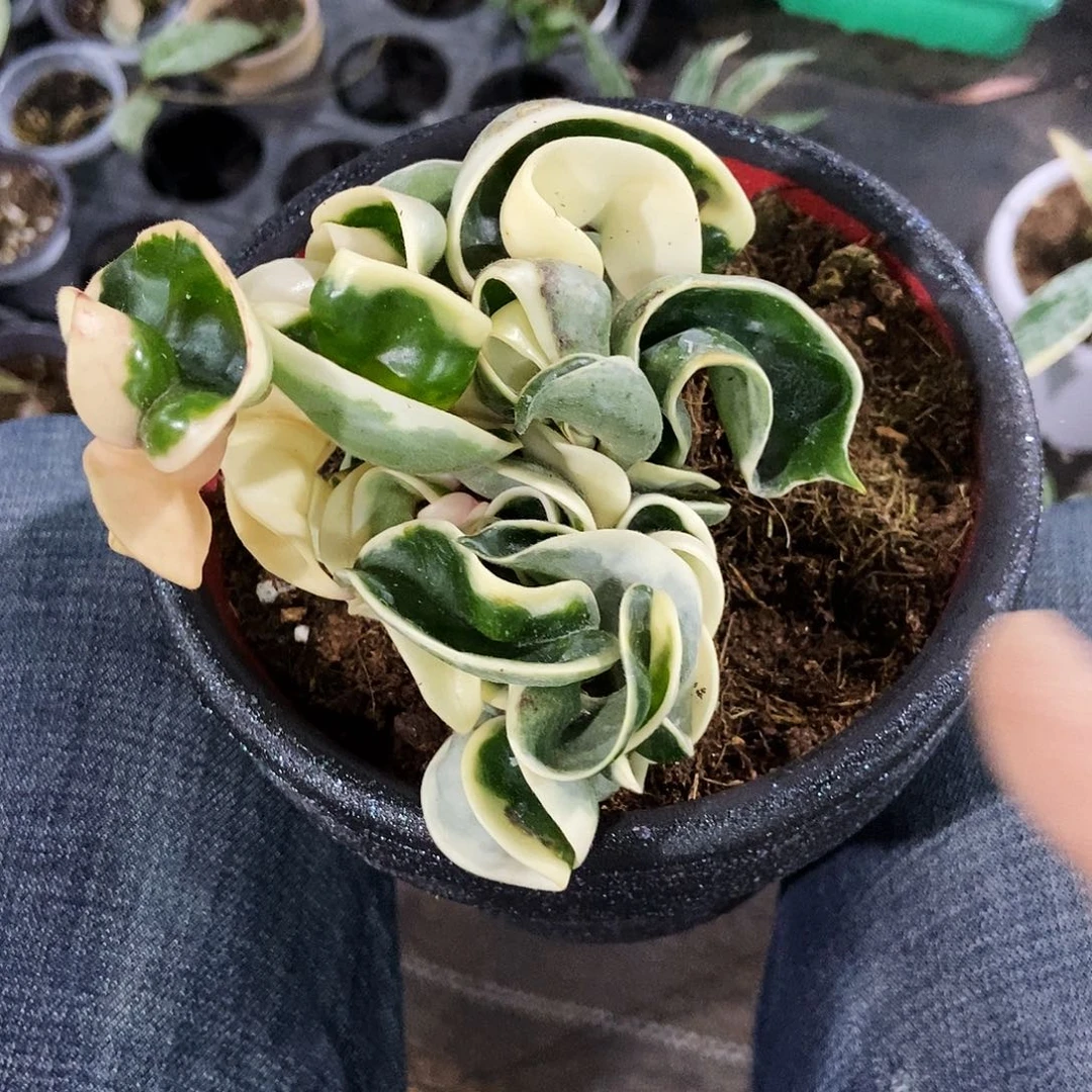 完全开放卷叶外锦球兰160