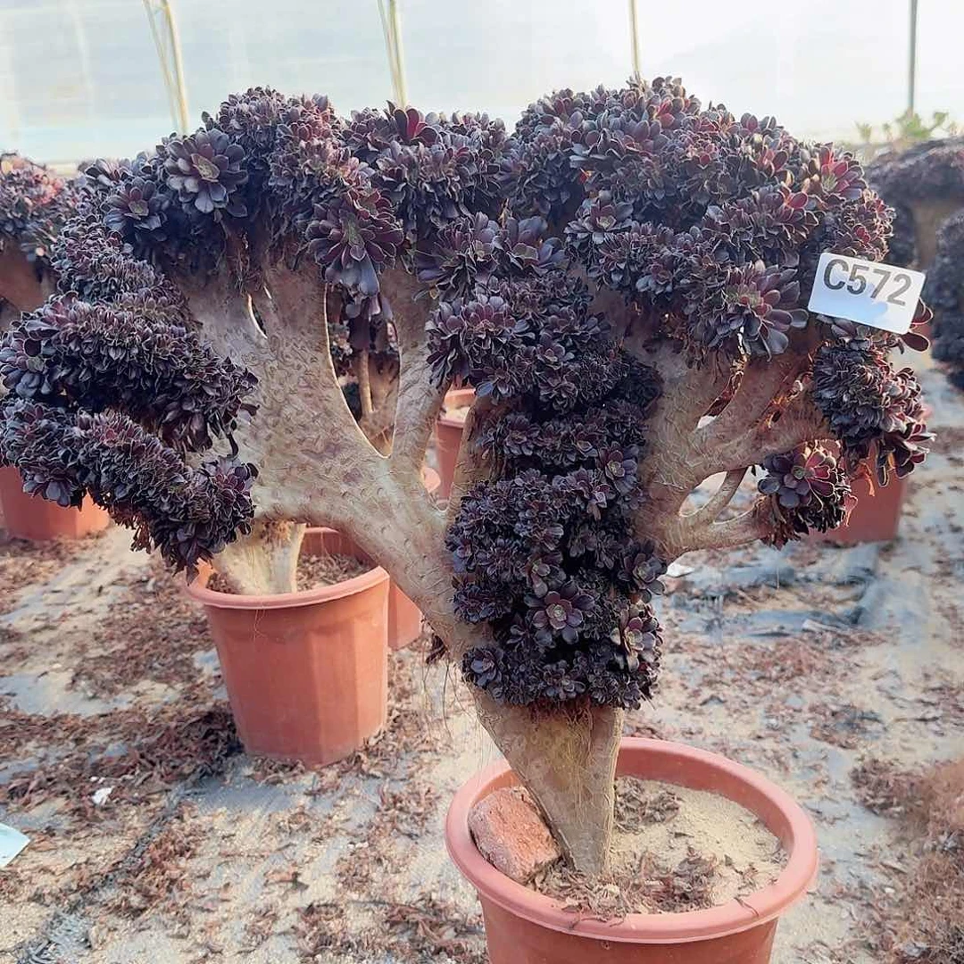 572欧紫朵朵一颗呀呀