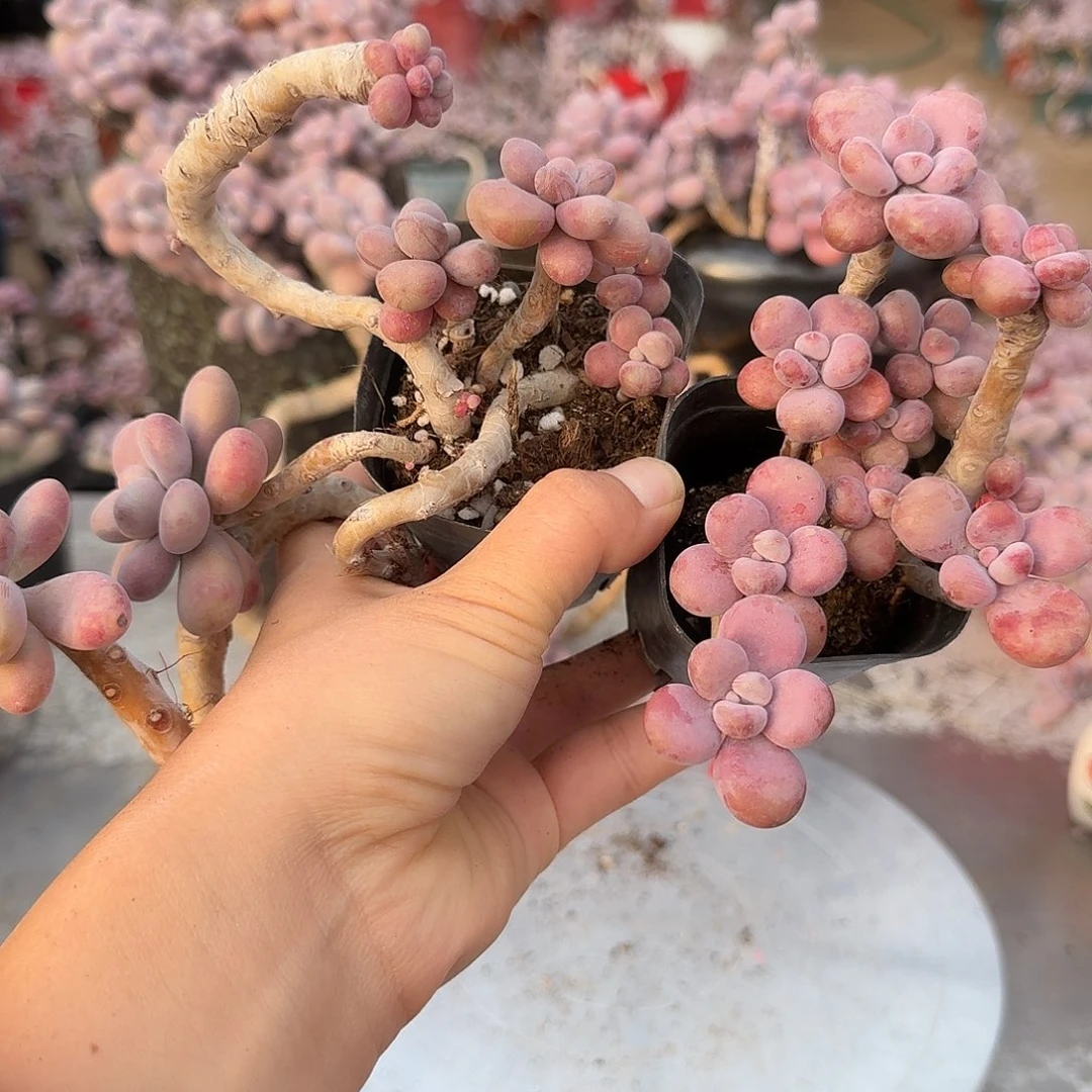 桃蛋老桩一处蹭头不带盆22号